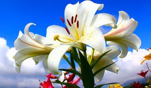 Preview wallpaper lilies, flowers, lots, sky, clouds, sunny, mood