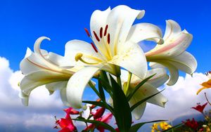 Preview wallpaper lilies, flowers, lots, sky, clouds, sunny, mood