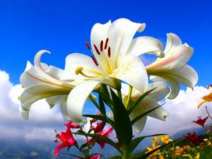 Preview wallpaper lilies, flowers, lots, sky, clouds, sunny, mood