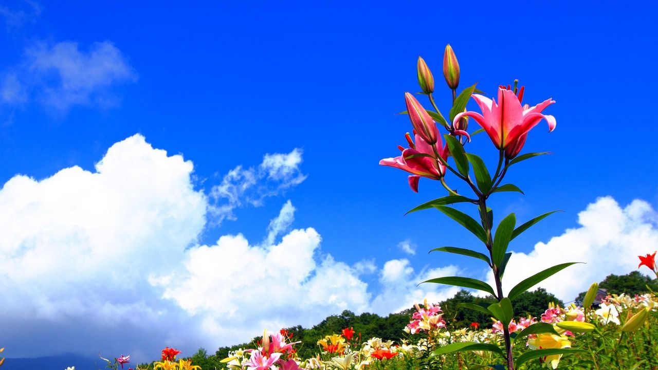 Wallpaper lilies, flowers, meadow, sky, sunny, positive