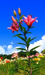 Preview wallpaper lilies, flowers, meadow, sky, sunny, positive