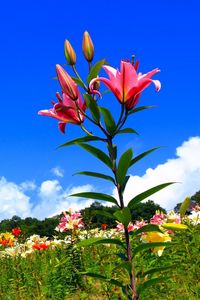 Preview wallpaper lilies, flowers, meadow, sky, sunny, positive