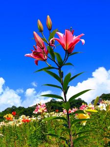 Preview wallpaper lilies, flowers, meadow, sky, sunny, positive