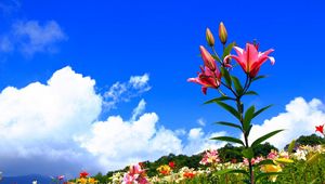 Preview wallpaper lilies, flowers, meadow, sky, sunny, positive