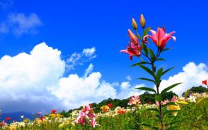 Preview wallpaper lilies, flowers, meadow, sky, sunny, positive