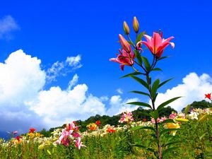 Preview wallpaper lilies, flowers, meadow, sky, sunny, positive