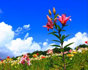 Preview wallpaper lilies, flowers, meadow, sky, sunny, positive