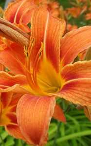 Preview wallpaper lilies, flowers, orange, stamen, close-up