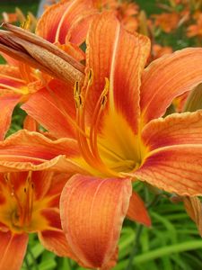 Preview wallpaper lilies, flowers, orange, stamen, close-up