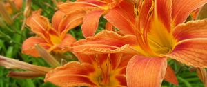 Preview wallpaper lilies, flowers, orange, stamen, close-up
