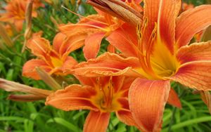 Preview wallpaper lilies, flowers, orange, stamen, close-up