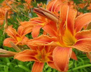 Preview wallpaper lilies, flowers, orange, stamen, close-up