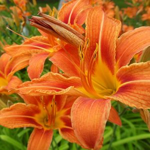 Preview wallpaper lilies, flowers, orange, stamen, close-up