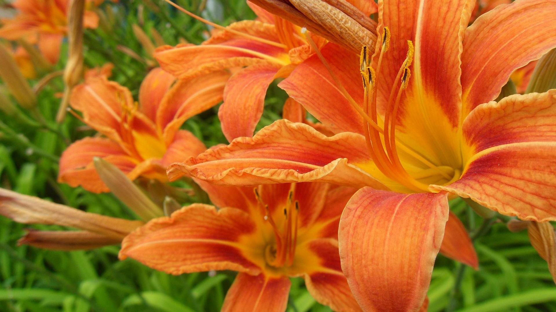 Download wallpaper 1920x1080 lilies, flowers, orange, stamen, close-up ...