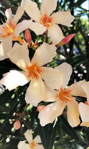 Preview wallpaper lilies, flowers, pink, bloom