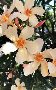 Preview wallpaper lilies, flowers, pink, bloom