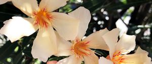 Preview wallpaper lilies, flowers, pink, bloom