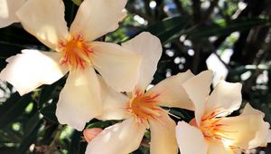 Preview wallpaper lilies, flowers, pink, bloom