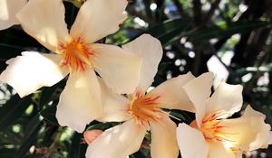Preview wallpaper lilies, flowers, pink, bloom