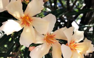 Preview wallpaper lilies, flowers, pink, bloom