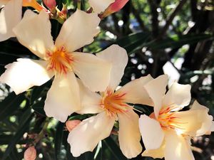 Preview wallpaper lilies, flowers, pink, bloom