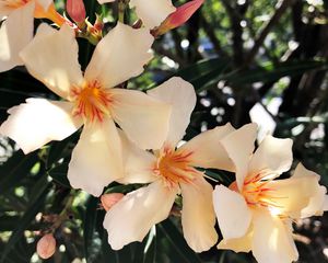 Preview wallpaper lilies, flowers, pink, bloom