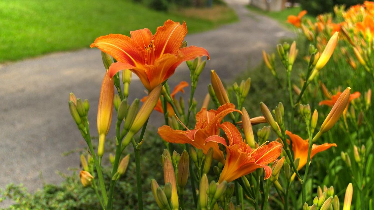 Wallpaper lilies, flowers, road, blurred