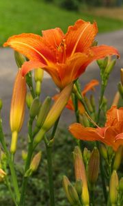 Preview wallpaper lilies, flowers, road, blurred