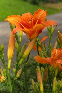 Preview wallpaper lilies, flowers, road, blurred