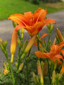 Preview wallpaper lilies, flowers, road, blurred