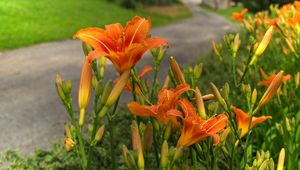 Preview wallpaper lilies, flowers, road, blurred