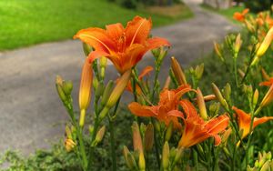 Preview wallpaper lilies, flowers, road, blurred