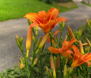 Preview wallpaper lilies, flowers, road, blurred