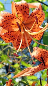 Preview wallpaper lilies, flowers, spotted, stamens, flowerbed, sky, verdure