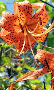 Preview wallpaper lilies, flowers, spotted, stamens, flowerbed, sky, verdure