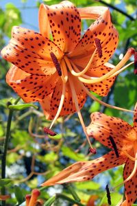 Preview wallpaper lilies, flowers, spotted, stamens, flowerbed, sky, verdure