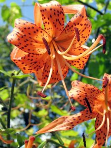 Preview wallpaper lilies, flowers, spotted, stamens, flowerbed, sky, verdure