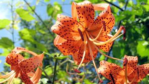 Preview wallpaper lilies, flowers, spotted, stamens, flowerbed, sky, verdure