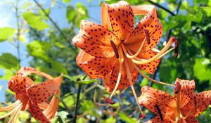 Preview wallpaper lilies, flowers, spotted, stamens, flowerbed, sky, verdure