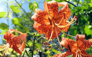 Preview wallpaper lilies, flowers, spotted, stamens, flowerbed, sky, verdure