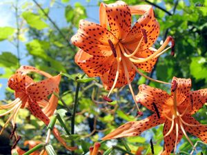 Preview wallpaper lilies, flowers, spotted, stamens, flowerbed, sky, verdure