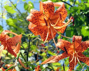 Preview wallpaper lilies, flowers, spotted, stamens, flowerbed, sky, verdure