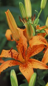 Preview wallpaper lilies, flowers, stamens, bud, point