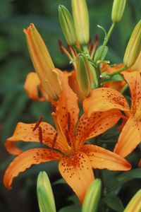 Preview wallpaper lilies, flowers, stamens, bud, point