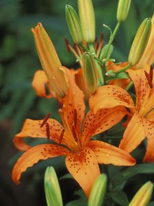 Preview wallpaper lilies, flowers, stamens, bud, point