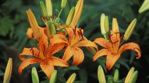 Preview wallpaper lilies, flowers, stamens, bud, point