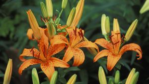 Preview wallpaper lilies, flowers, stamens, bud, point