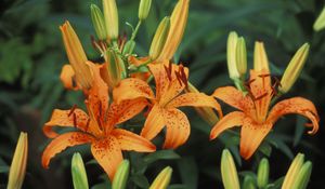 Preview wallpaper lilies, flowers, stamens, bud, point