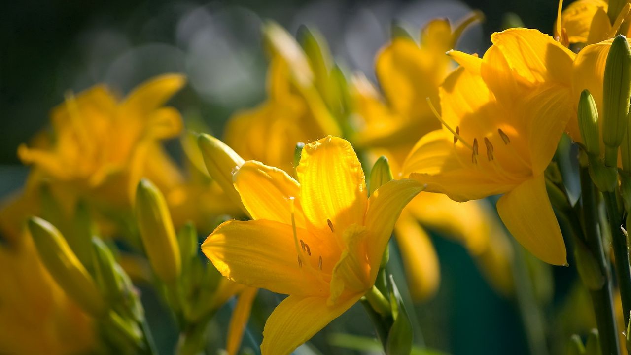 Wallpaper lilies, flowers, stamens, stems, buds