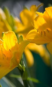 Preview wallpaper lilies, flowers, stamens, stems, buds